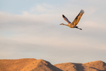 sandhill crane over mountain © Robert