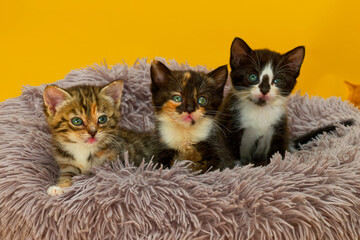 Three kittens on a fluffy bed © Jon