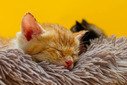 Sleeping ginger and white tabby kitten on a fluffy blanket