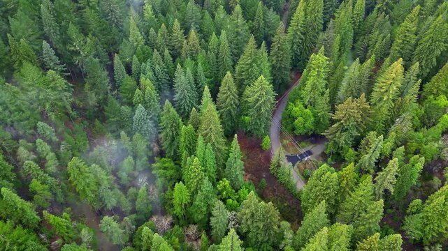 Aerial view of dense redwood forest with winding road and power lines cutting through the trees in San Francisco, California, United States.
