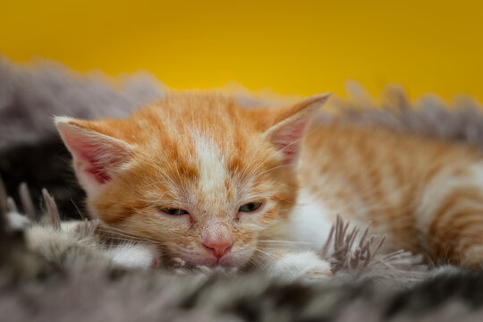 Sleepy ginger and white tabby kitten