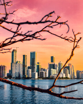 Miami Brickell Skyline Framed by Tree Branches at Colorful Sunset