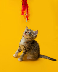 Kitten looking up at her toy  © Jon