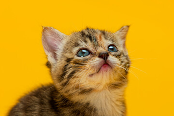 Kitten portrait with bright eyes looking up © Jon