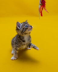 playful kitten with paw raised looking at her feather toy © Jon