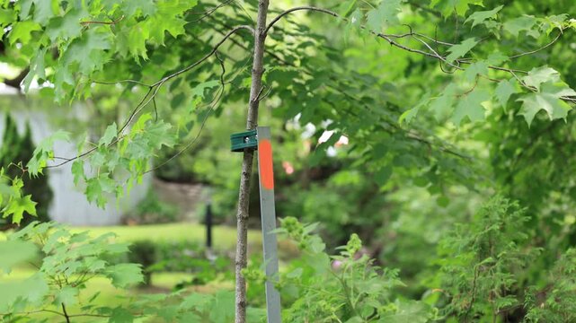 Un arbre avec un tuteur	