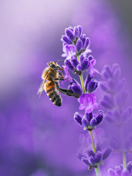 Honey bee on purple lavender (Lavandula) flowers, beautiful dreamy macro photo with soft light, shallow depth of field, and blurred background