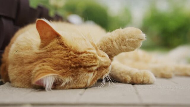 Adult ginger cat lying on concrete path and cleaning itself in garden. ginger tabby cat lies comfortably on a concrete pathway in the backyard of a countryside dacha, licking its paw and cleaning
