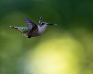 hummingbird © Ian