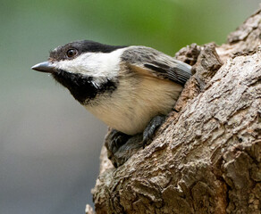 Chickadee © Ian