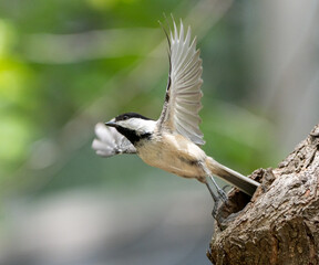 great chickadee   © Ian