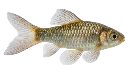 Isolated iridescent freshwater fish with shimmering scales and visible fin details studio shot © Oisin