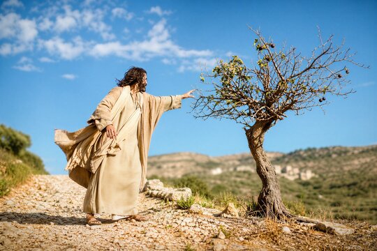 A withered fig tree stands alone beside a stony path in the ancient biblical desert wilderness.