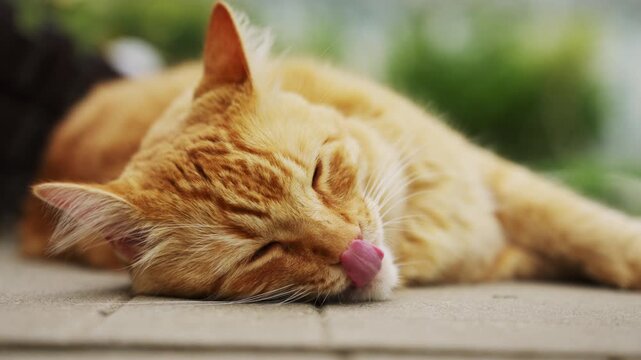 Adult ginger cat lying on concrete path and cleaning itself in garden. ginger tabby cat lies comfortably on a concrete pathway in the backyard of a countryside dacha, licking its paw and cleaning