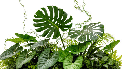 Isolated lush green tropical jungle plants arrangement with Monstera deliciosa and various foliage © Oisin