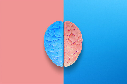 Left and Right Brain Concept. Anatomy of Right and Left Lobes of Human Brain.