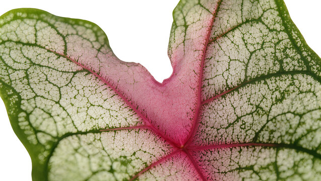 Isolated close-up detail of Caladium leaf showcasing vibrant pink and green patterns
