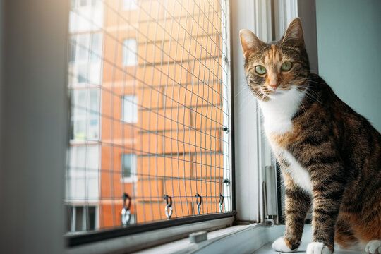 Pet-safe window guard with reinforced wire mesh beside tabby cat. Apartment protection, secure ventilation, and responsible indoor pet care.