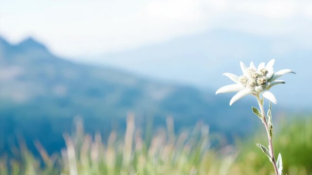 Edelweiss flower Leontopodium nivale in the Austrian Alps mountains, beautiful alpine flora blooming in summer sunlight, nature video background