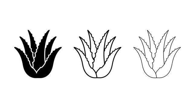Aloe vera plant icon set. Organic succulent symbols isolated on transparent background