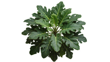 Isolated lush green tropical houseplant with large deeply lobed leaves, vibrant foliage © Oisin