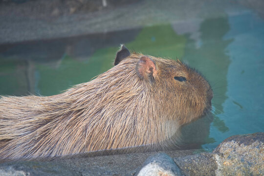 カピバラ Images – Browse 3,061 Stock Photos, Vectors, and Video