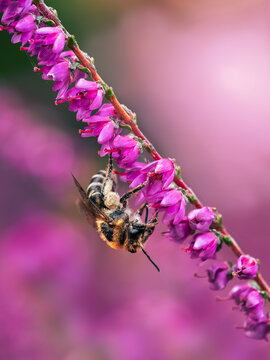 Mining bee on pink common heather (Calluna vulgaris) flowers, beautiful macro photo with soft pink bokeh, shallow depth of field, and blurred background