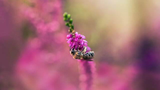 Mining bee on pink common heather (Calluna vulgaris) flowers, beautiful macro photo with soft pink bokeh, shallow depth of field, and blurred background