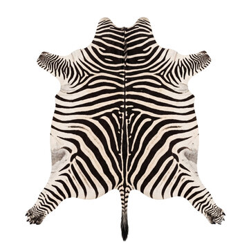 Natural black and white zebra hide rug isolated