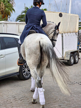 Rear view of female equestrian rider in navy dressage outfit riding grey horse outdoors at event