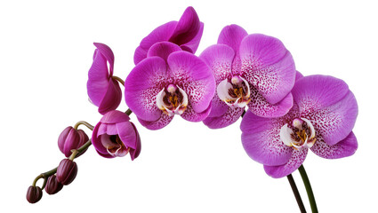 Fototapeta premium Isolated vibrant purple phalaenopsis orchid flowers and buds on a branch, close up studio shot.