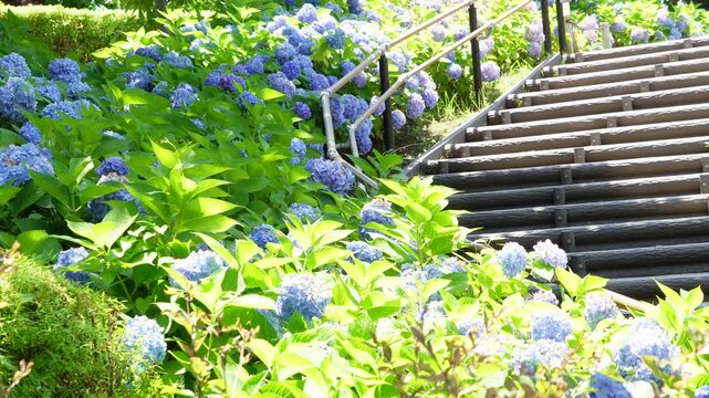 初夏のシンボルプロムナード公園で階段沿いを爽やかに彩る青いアジサイ