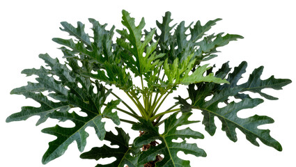 Isolated tropical plant with large dark green deeply lobed leaves ideal for botanical decor design © Oisin