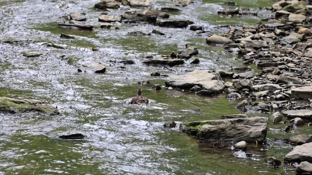 canard colvert femelle	sur une rivi&egrave;re
