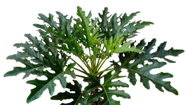 Isolated tropical plant with large dark green deeply lobed leaves ideal for botanical decor design