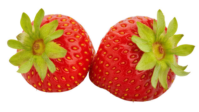 Isolated ripe sweet organic strawberries with vibrant red fruit and green calyxes