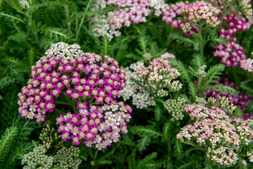 Achillea millefolium is a flowering plant in the family Asteraceae. © Ordasi  Tatyjana
