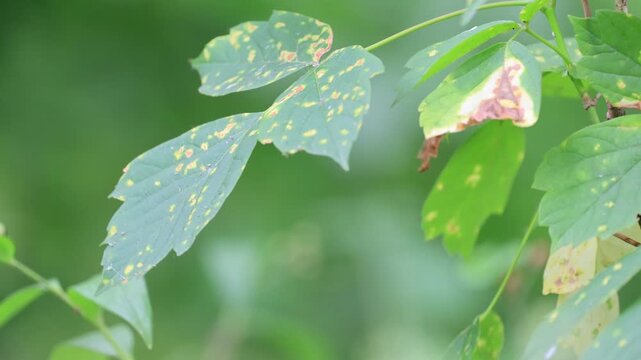 feuille malade sur un arbre