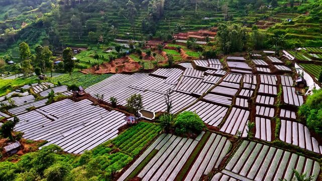 Aerial view of terraced agricultural fields with plastic-covered rows nestled in lush green hills in Bali, Indonesia.