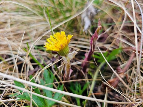 Bright yellow coltsfoot flower blooming among dry grass in early spring. First spring wild flower growing from the ground in a sunny field.