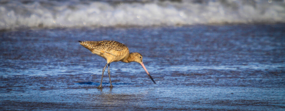 sandpiper  wading in water