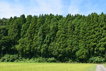 スギの木 針葉樹林 © FRANK