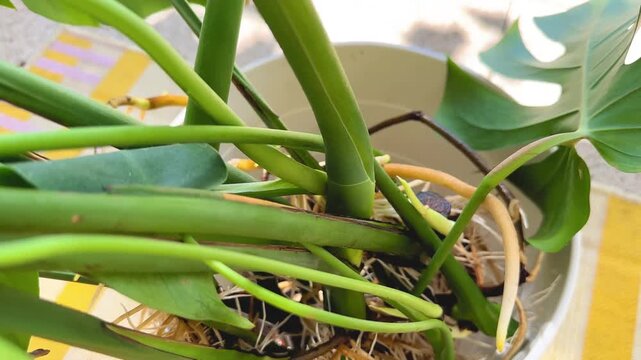 New monstera roots, cuttings of an adult plant and growth of roots in water. Transplanting flowers