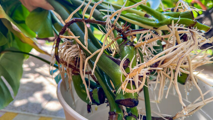 New monstera roots, cuttings of an adult plant and growth of roots in water. Transplanting flowers © Skygonlib