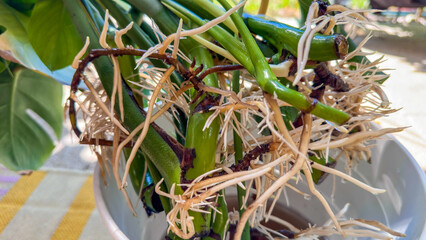 New monstera roots, cuttings of an adult plant and growth of roots in water. Transplanting flowers © Skygonlib