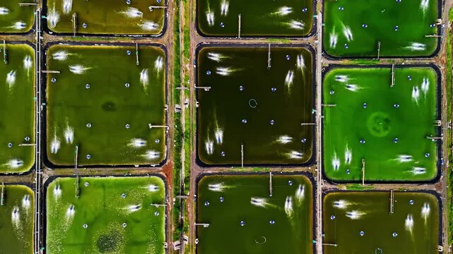 Aerial view of aquaculture ponds with aerators creating white splashes in green water, arranged in a grid pattern for shrimp farming in Bali, Indonesia.
