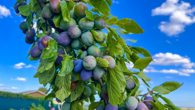A branch of a plum tree with hanging ripening blue and green plums against a blue sky with clouds. Harvesting fruit trees.