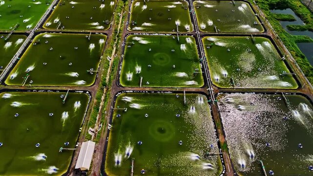 Aerial view of rectangular shrimp farming ponds with aerators creating water patterns in Bali, Indonesia.