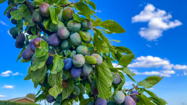 A branch of a plum tree with hanging ripening blue and green plums against a blue sky with clouds. Harvesting fruit trees.