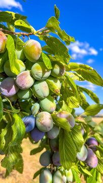 A branch of a plum tree with hanging ripening blue and green plums against a blue sky with clouds. Harvesting fruit trees.